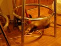 Funny Freddie Ferret Icon