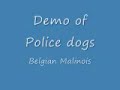belgian malinois police demo