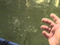 Indoors Small Scale Tilapia Aquaculture Farm - YouTube
