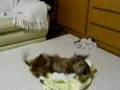 我が家の犬と猫：その１