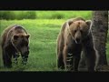 the man who lives with bears