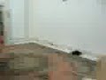 مصريين في بيت دعاره