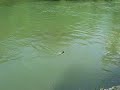 Chub Fly Fishing on Nisava by Gringo