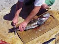 SinCoast filleting a nice sized ling cod