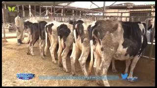 PTAC on WTV : Breeding Cash - Nutritional Disorder Management