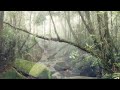 tiger woods as predator