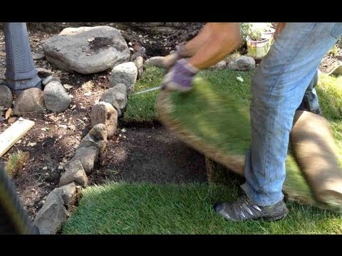 how to transplant grass sod