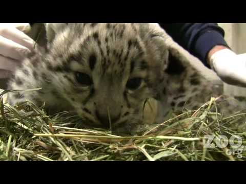 leopard cub