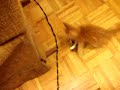 Playful kitten Playful kitten