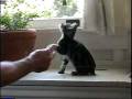 videos de Catbook Movie: kitty