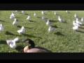 videos de Seagulls at the Duck Pond