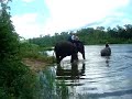 Morning Elephant Bath Morning Elephant Bath