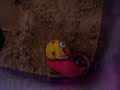 Hermit crab changeing his shell. Hermit crab changeing his shell.