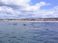 Dolphins
