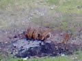 Wild boars in the garden !