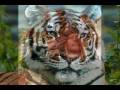 videos de spirit of india final.wmv