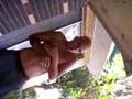anastacia