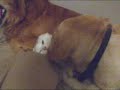 My dog flea bites my cat(funny) My dog flea bites my cat(funny)