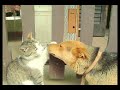una amiga me envi� una tanda de im�genes muy tiernas. este clip va dedicado especialmente a ella, y como no a �todos mis amigos!