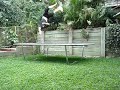 Trampoline Tricks