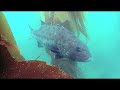 Giant Black Sea Bass with Marissa Maas