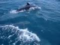 Dophins