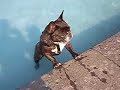 Watermonster Watermonster