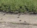 Swallows fly/?????? CASIO EX-F1 300 fps