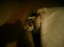 Kitten Owned by Pillow