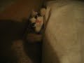 Kitten Gets Owned