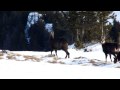 Chamois au sommet du Chasseron