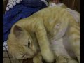 kucing tido anak beranak