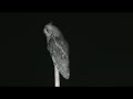 video Mala uharica (owl)
