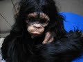 樹脂粘土　チンパンジー　OOAK clay  chimp monkey baby sculpt.
