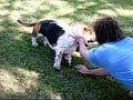 Bosti (Basset Hound)