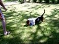 Bosti (Basset Hound)