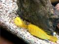 Puesta Ciclidos africanos