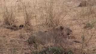 Tanzania Safari - Wild female lion attacks zebra