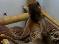 Fossa 2
