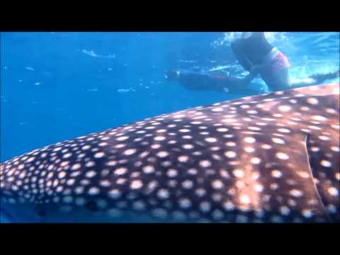 เกาะโลซิน