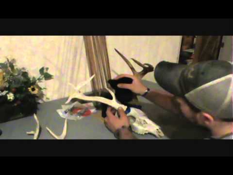 how to dye deer antlers