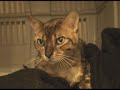 A very sick cat.