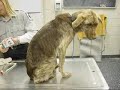 Kill-Shelters and Puppymills!