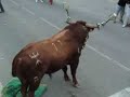 rincon de soto toro de san miguel 2008 (29-9-08)