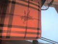 frimeurs-sarha feat a.d.n frimeurs-sarha feat a.d.n