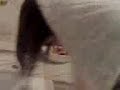 Judiith BD. El pelo de Tamarika.. (L)