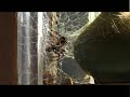 Spider catches a wasp.