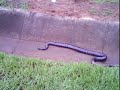 SUCURI NA PISTA!!! São José do Rio Pardo...