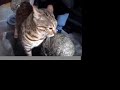 Bengal Cats Search For Halloween Treats Bengal Cats Search For Halloween Treats