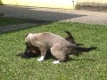 Briga de c�o e gato